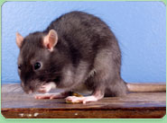 rat control Hazlemere