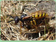 wasp control Hazlemere